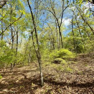 Photo #14 of Off North State Lane, Rockingham, NC 1.1 acres