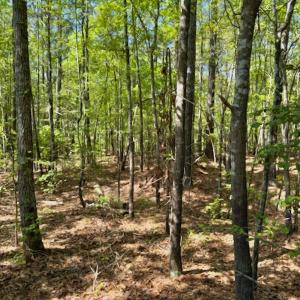 Photo #6 of Off North State Lane, Rockingham, NC 1.1 acres