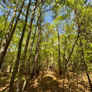 Photo #7 of Off North State Lane, Rockingham, NC 1.1 acres