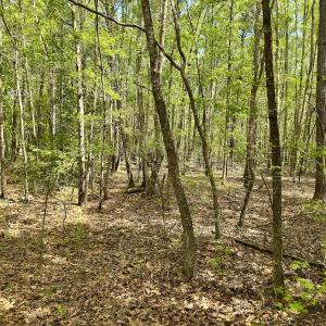 Photo #34 of Off North State Lane, Rockingham, NC 1.1 acres
