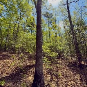 Photo #35 of Off North State Lane, Rockingham, NC 1.1 acres
