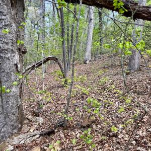 Photo #38 of Off North State Lane, Rockingham, NC 1.1 acres