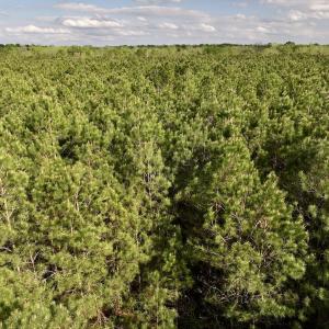 Photo #10 of Off NC 33 E, Grimesland, NC 131.0 acres