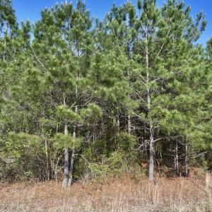 Photo #15 of Off NC 33 E, Grimesland, NC 131.0 acres