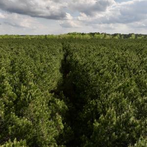 Photo #16 of Off NC 33 E, Grimesland, NC 131.0 acres