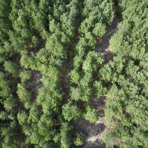 Photo #17 of Off NC 33 E, Grimesland, NC 131.0 acres