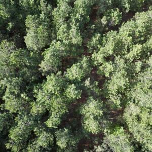 Photo #23 of Off NC 33 E, Grimesland, NC 131.0 acres