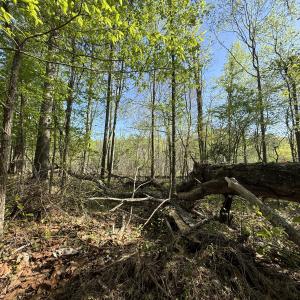 Photo #21 of 5829 Flower Hill Road, Kenly, NC 4.9 acres