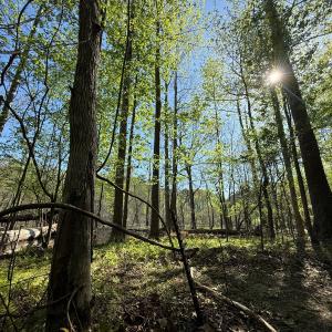 Photo #23 of 5829 Flower Hill Road, Kenly, NC 4.9 acres