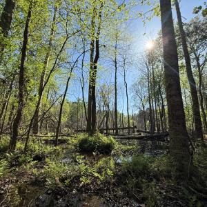 Photo #24 of 5829 Flower Hill Road, Kenly, NC 4.9 acres
