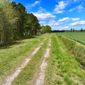 Photo #15 of 973 Mosely Road, Washington, NC 117.0 acres