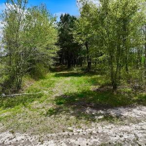 Photo #18 of 973 Mosely Road, Washington, NC 117.0 acres