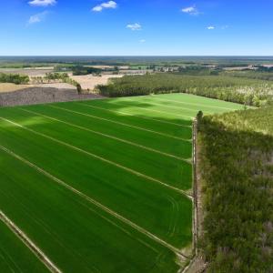 Photo #3 of 973 Mosely Road, Washington, NC 117.0 acres