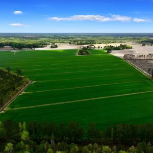 Photo #4 of 973 Mosely Road, Washington, NC 117.0 acres