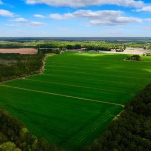 Photo #5 of 973 Mosely Road, Washington, NC 117.0 acres