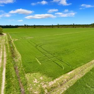 Photo #7 of 973 Mosely Road, Washington, NC 117.0 acres