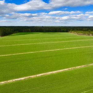 Photo #9 of 973 Mosely Road, Washington, NC 117.0 acres