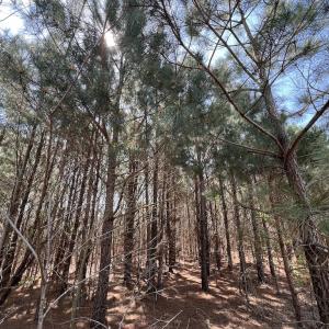 Photo #34 of Off Old Washington Road, Washington, NC 10.6 acres