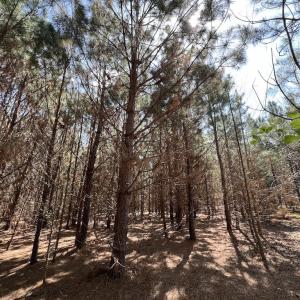 Photo #35 of Off Old Washington Road, Washington, NC 10.6 acres