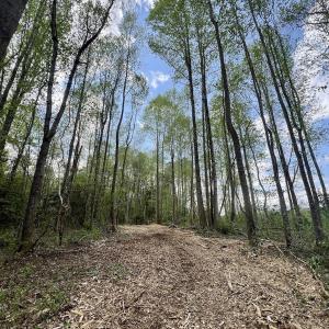 Photo #12 of Off Red Road, Nashville, NC 29.5 acres