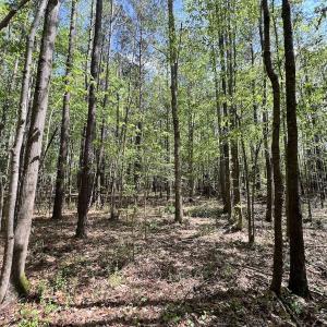 Photo #16 of Off Red Road, Nashville, NC 29.5 acres