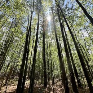 Photo #17 of Off Red Road, Nashville, NC 29.5 acres