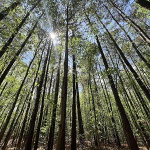 Photo #21 of Off Red Road, Nashville, NC 29.5 acres