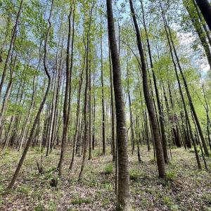 Photo #22 of Off Red Road, Nashville, NC 29.5 acres