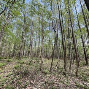Photo #23 of Off Red Road, Nashville, NC 29.5 acres