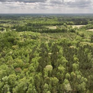 Photo #30 of Off Red Road, Nashville, NC 29.5 acres