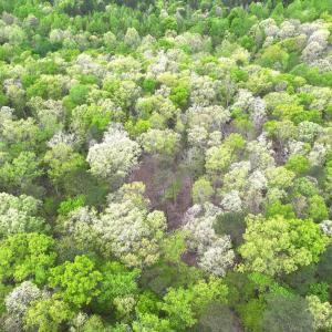 Photo #12 of Off Stoneridge Drive, Lot 5, Stem, NC 23.9 acres
