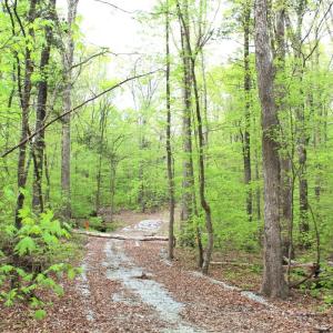 Photo #17 of Off Stoneridge Drive, Lot 5, Stem, NC 23.9 acres