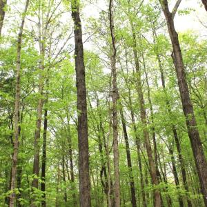 Photo #18 of Off Stoneridge Drive, Lot 5, Stem, NC 23.9 acres