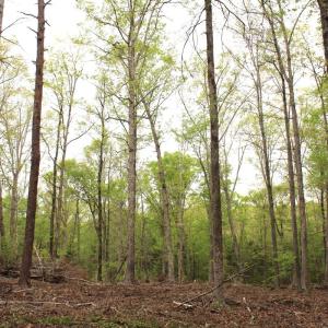 Photo #19 of Off Stoneridge Drive, Lot 5, Stem, NC 23.9 acres