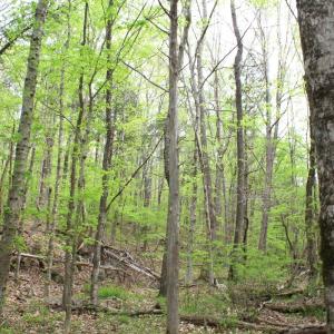 Photo #25 of Off Stoneridge Drive, Lot 5, Stem, NC 23.9 acres