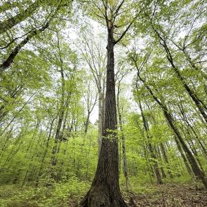 Photo #34 of Off Stoneridge Drive, Lot 5, Stem, NC 23.9 acres