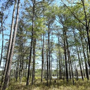 Photo #13 of Off Davis Lane, Lot 18, Belhaven, NC 3.0 acres