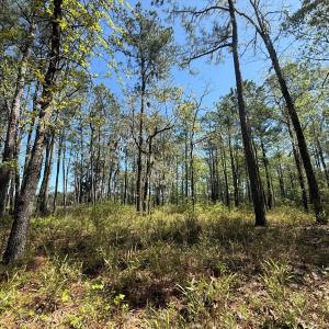 Photo #14 of Off Davis Lane, Lot 18, Belhaven, NC 3.0 acres