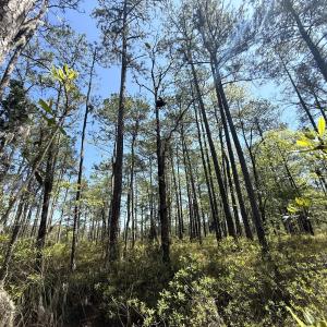 Photo #15 of Off Davis Lane, Lot 18, Belhaven, NC 3.0 acres