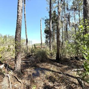 Photo #16 of Off Davis Lane, Lot 18, Belhaven, NC 3.0 acres