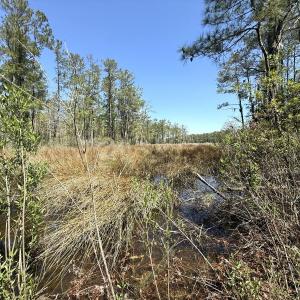 Photo #19 of Off Davis Lane, Lot 18, Belhaven, NC 3.0 acres