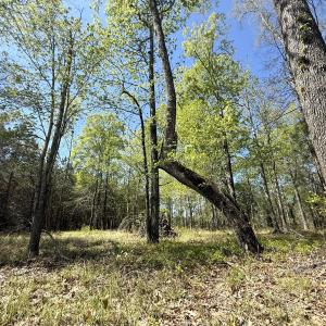 Photo #13 of Off Sunset Point Rd Lot 48, Belhaven, NC 1.7 acres