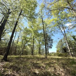 Photo #12 of Off Mixon Creek Rd Lot 5, Belhaven, NC 1.9 acres