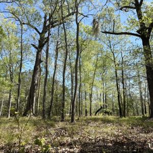 Photo #14 of Off Mixon Creek Rd Lot 5, Belhaven, NC 1.9 acres