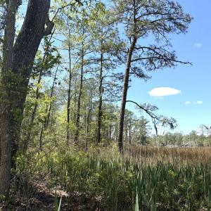 Photo #17 of Off Mixon Creek Rd Lot 5, Belhaven, NC 1.9 acres
