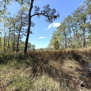 Photo #18 of Off Mixon Creek Rd Lot 5, Belhaven, NC 1.9 acres