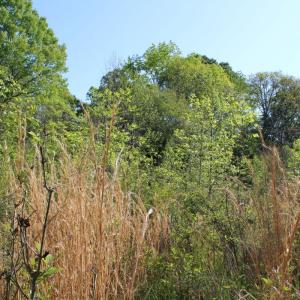 Photo #20 of Off Fentress Road, Robbins, NC 9.1 acres