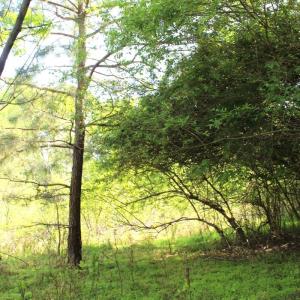 Photo #21 of Off Fentress Road, Robbins, NC 9.1 acres