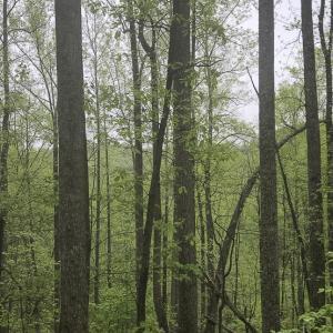Photo #1 of Off Dots Dr, Charlottesville, VA 6.9 acres