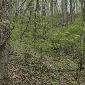 Photo #5 of Off Dots Dr, Charlottesville, VA 6.9 acres